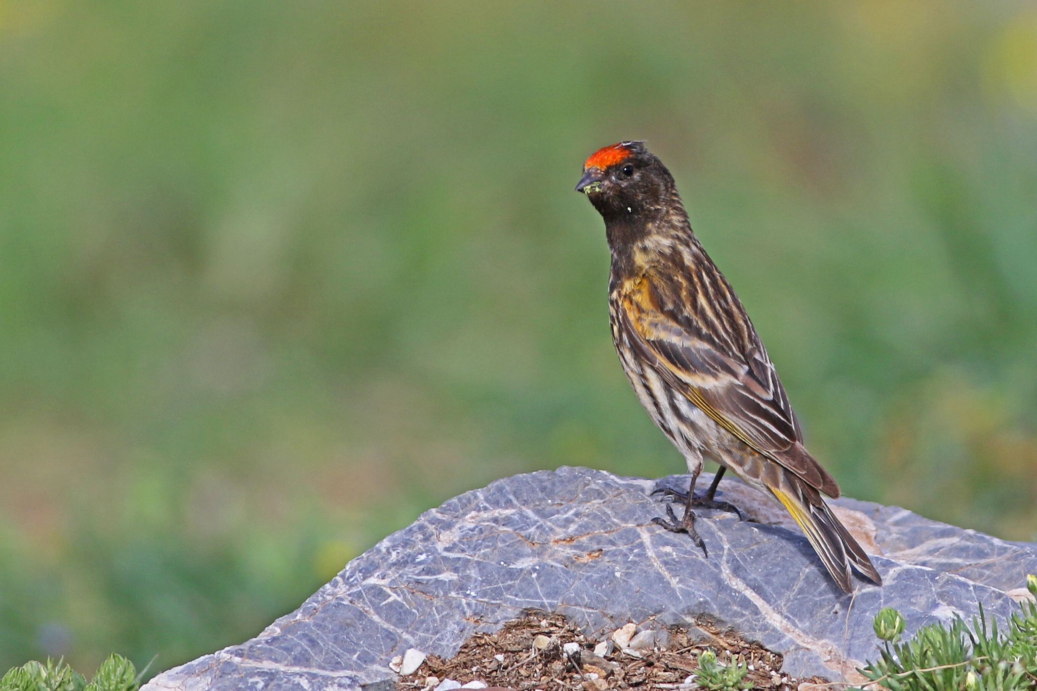 Fire-fronted Serin